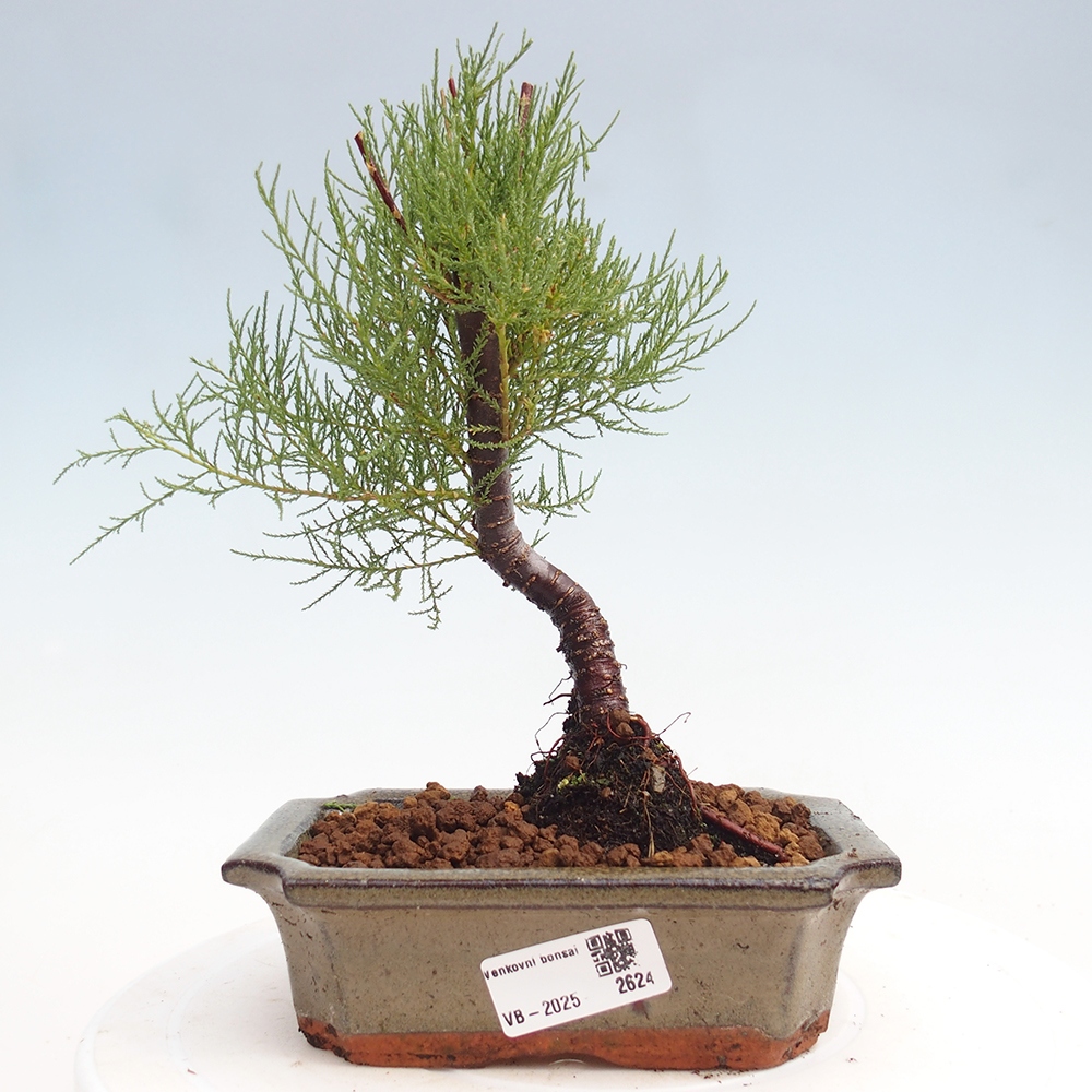 Bonsai na zewnątrz - Tamarix - Tamarix