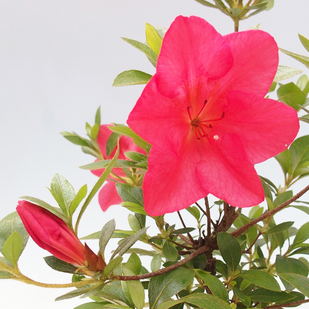 Bonsai zewnętrzne - Azalia japońska - Azalia Saien