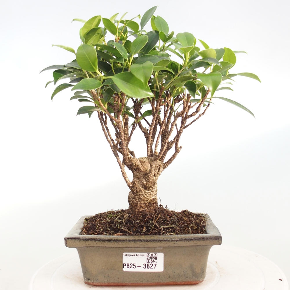 Bonsai wewnętrzne - Ficus retusa - figowiec drobnolistny
