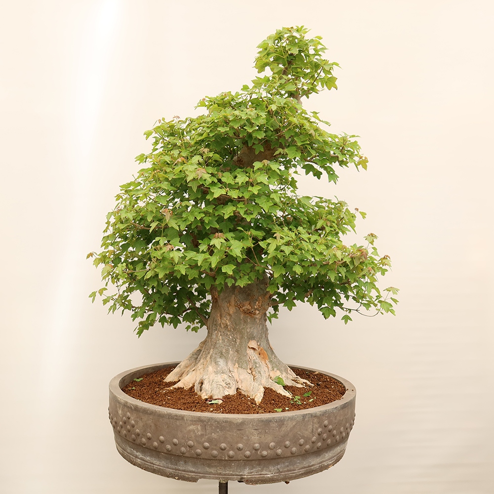 Outdoor bonsai - Klon burgeryjski - Acer burgerianum