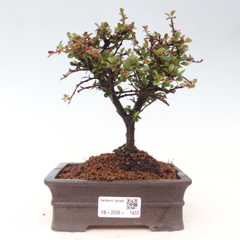 Outdoor bonsai - irga pozioma - Rocky Mountain