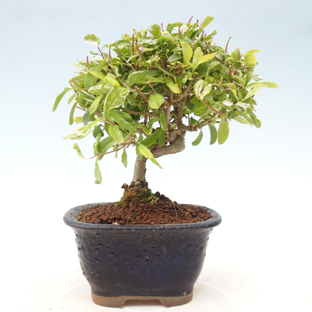 Outdoor bonsai - Ligustrum obtusifolium - Dziób ptasi o matowych liściach