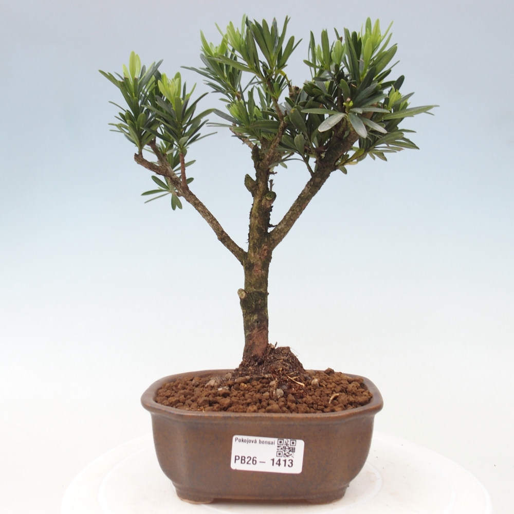 Pokój bonsai - Podocarpus - Kamienny cis