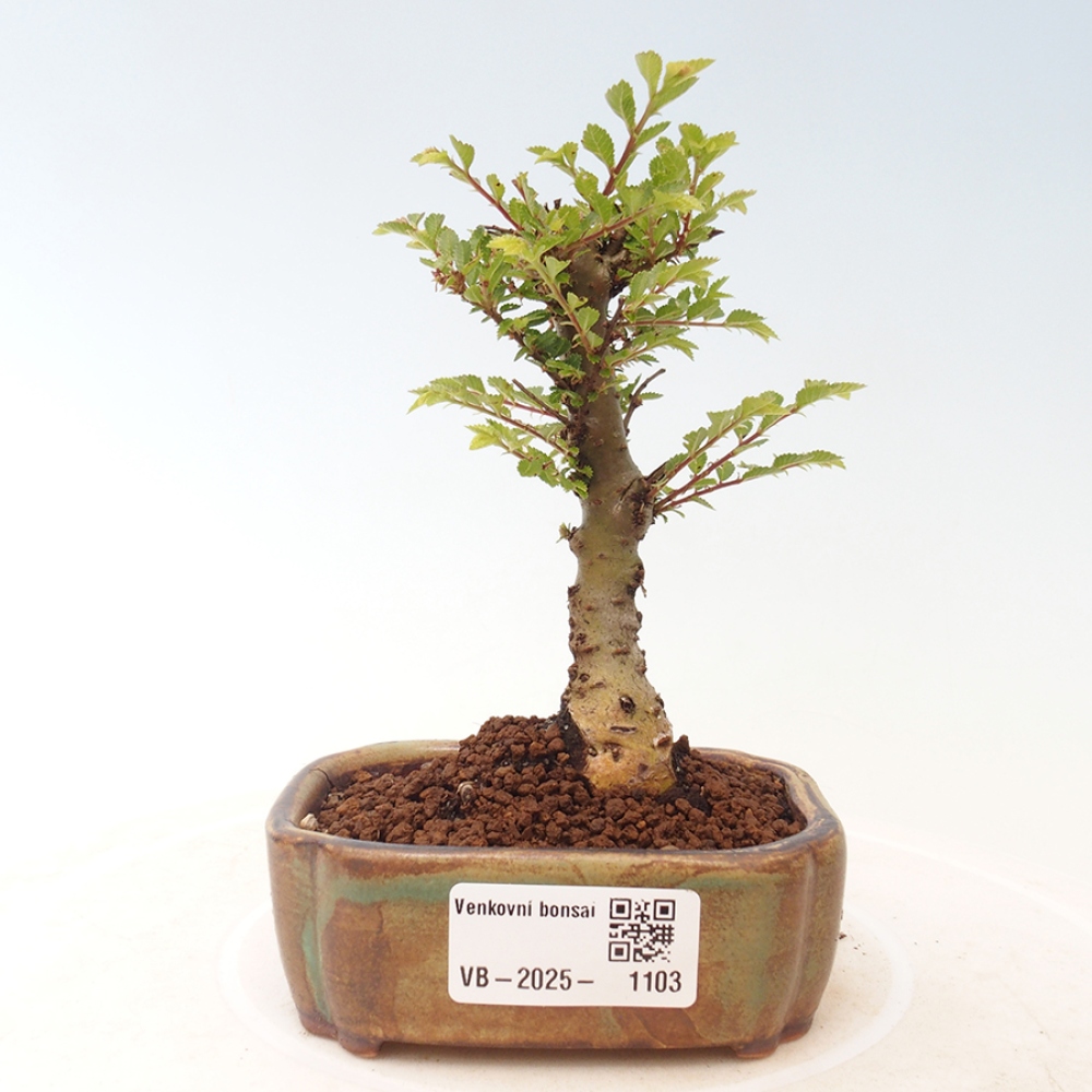 Bonsai zewnętrzne - Ulmus parvifolia Sagei - Wiąz drobnolistny
