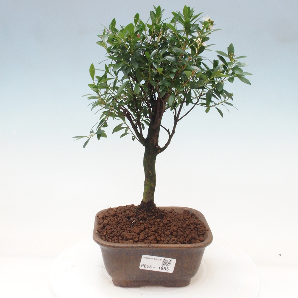 Pokój bonsai - Syzygium - Pimentovník