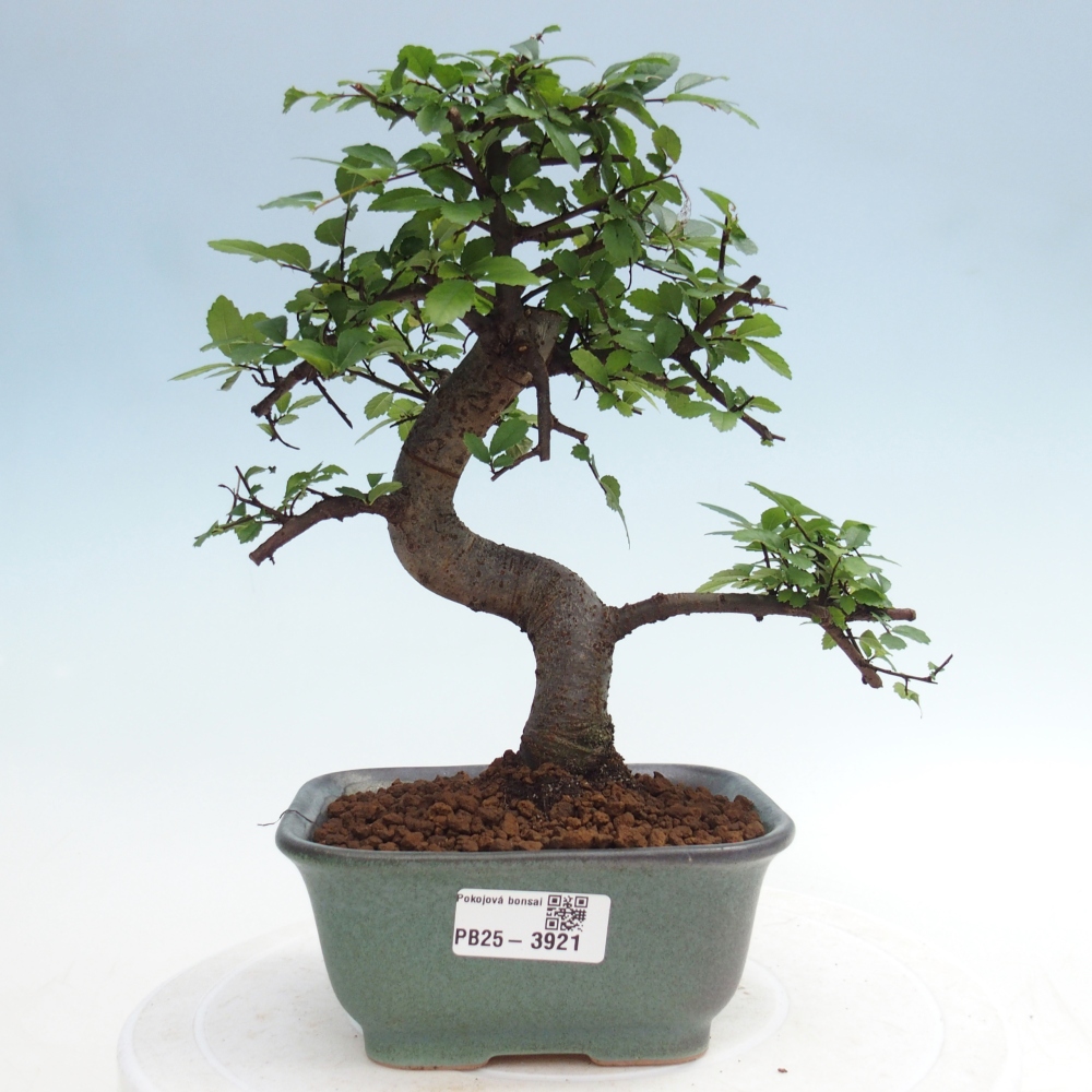 Pokój bonsai - Ulmus parvifolia - Wiąz drobnolistny