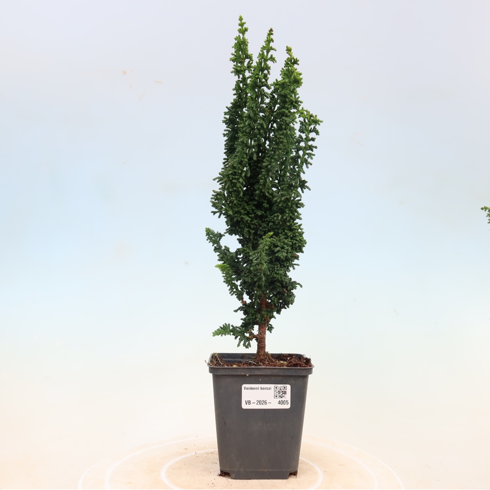 Bonsai zewnętrzne - Cham. obtusa SEKKA HINOKI - Cyprys