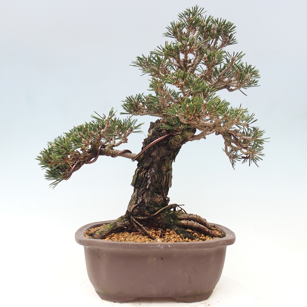 Outdoor bonsai - Pinus thunbergii Kotobuki - Sosna Thunberga