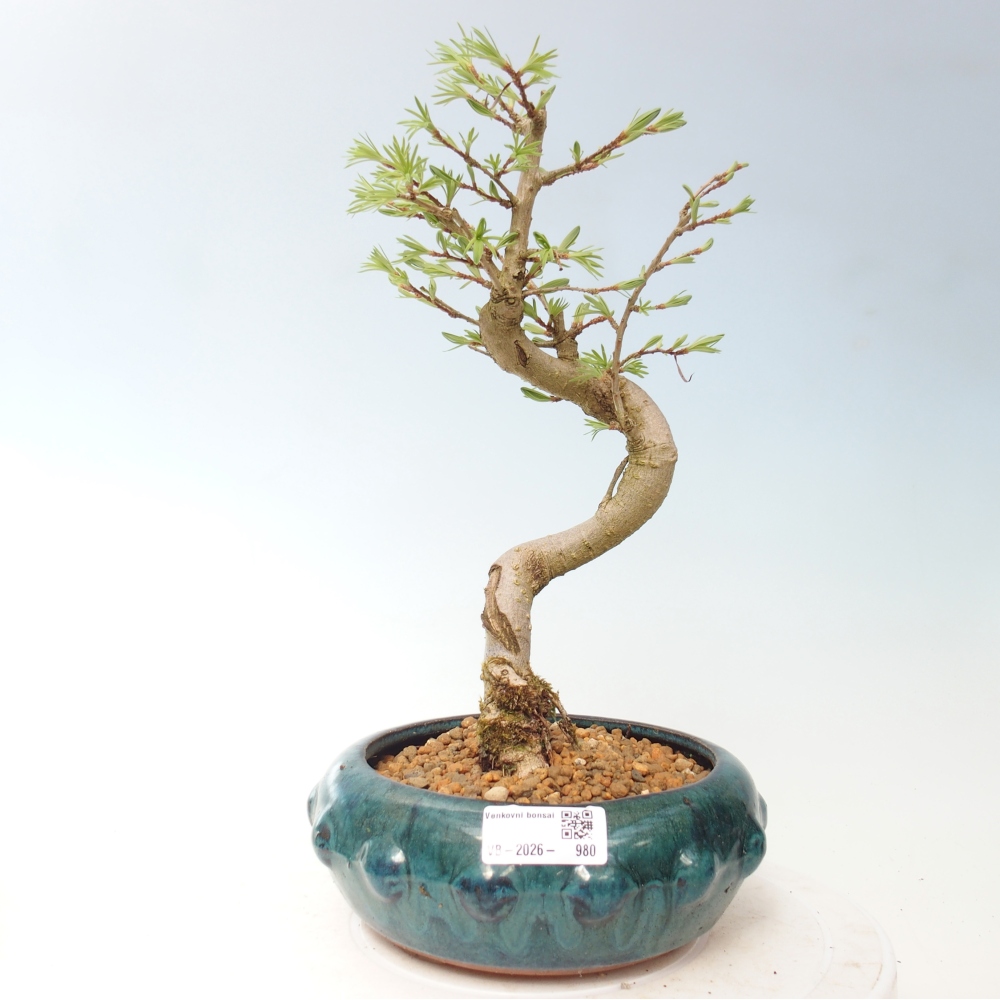 Bonsai zewnętrzne - Pseudolarix amabis-Pseudolarix amabis