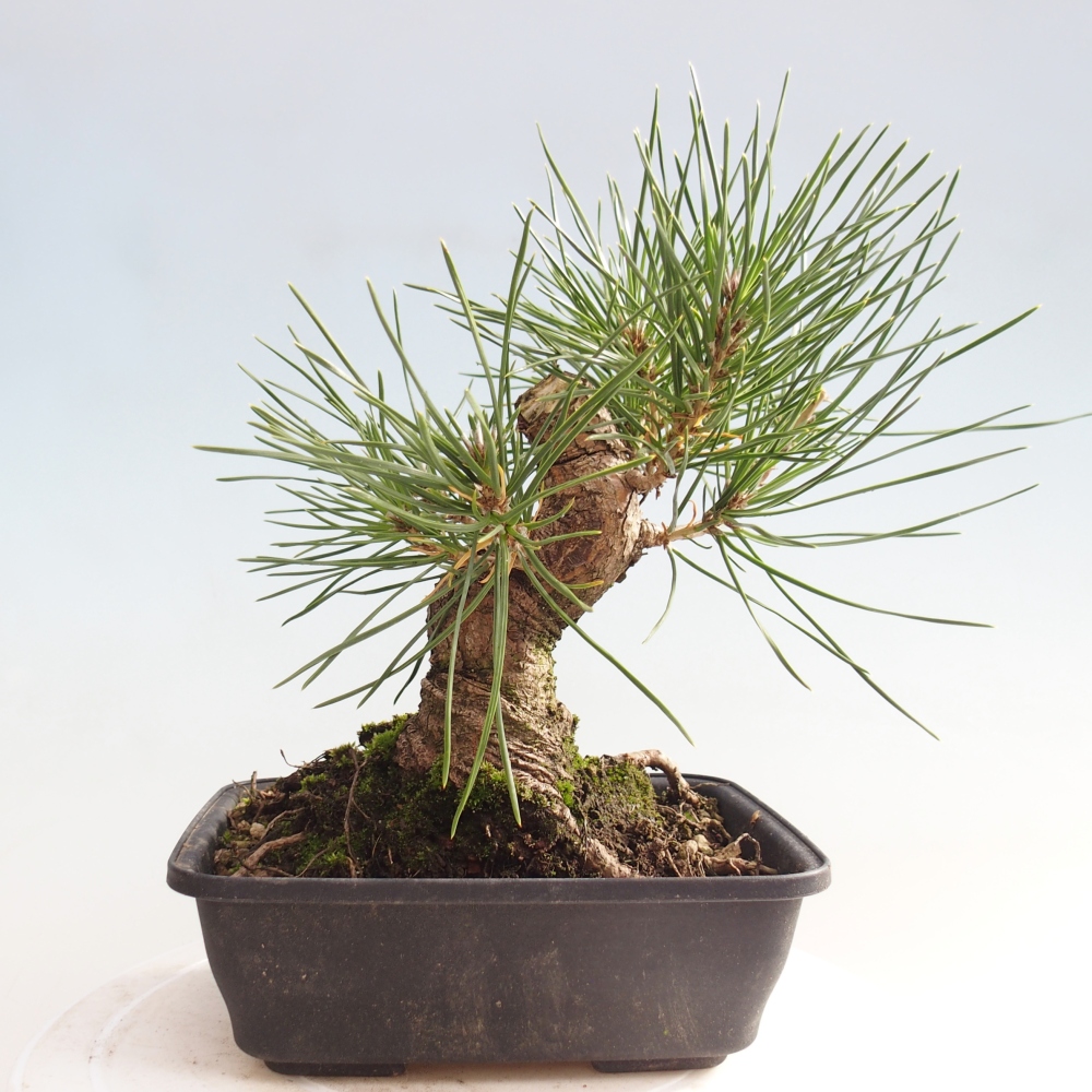 Outdoor bonsai - Pinus thunbergii - sosna Thunberga