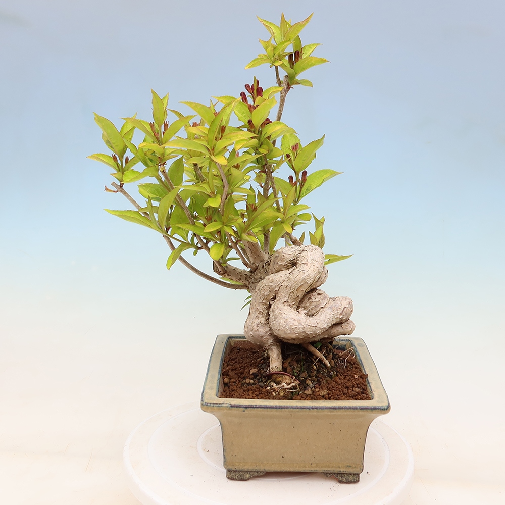 Bonsai ogrodowe – Weigela subsessilis – Weigela koreańska