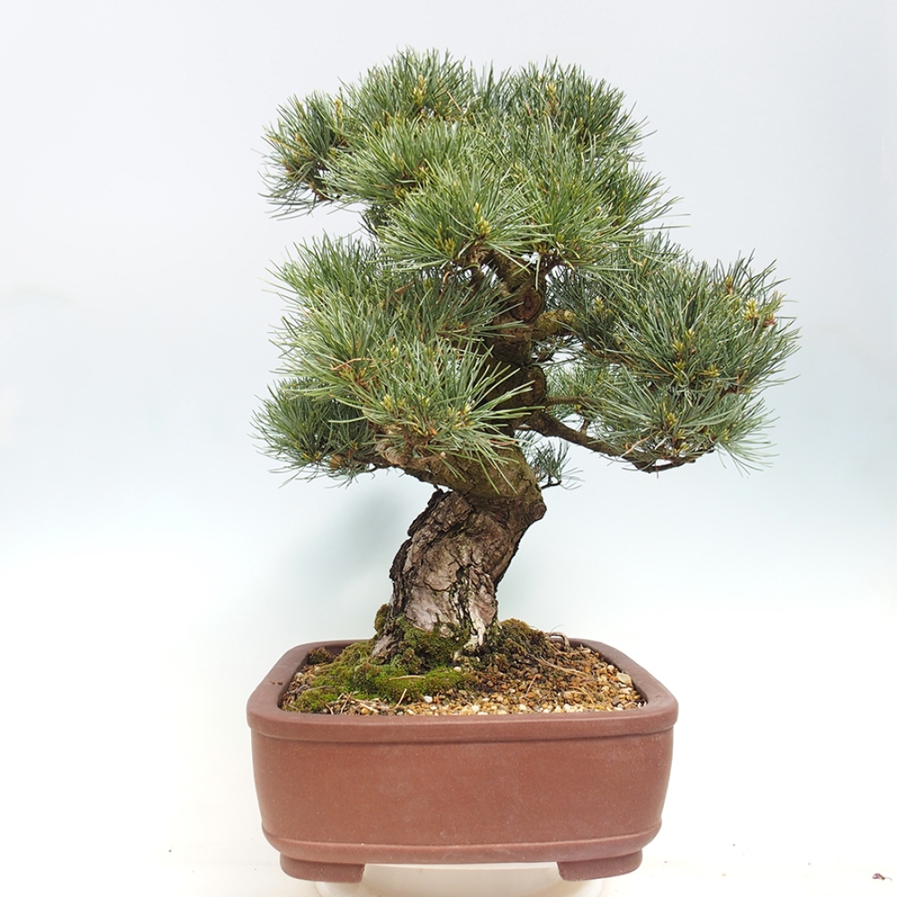 Outdoor bonsai - Pinus parviflora - Pinus parviflora