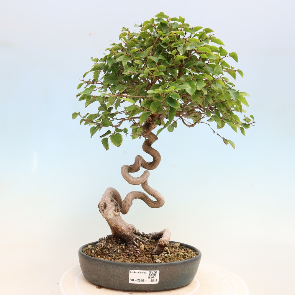 Outdoor bonsai - Carpinus CARPINOIDES - grab koreański