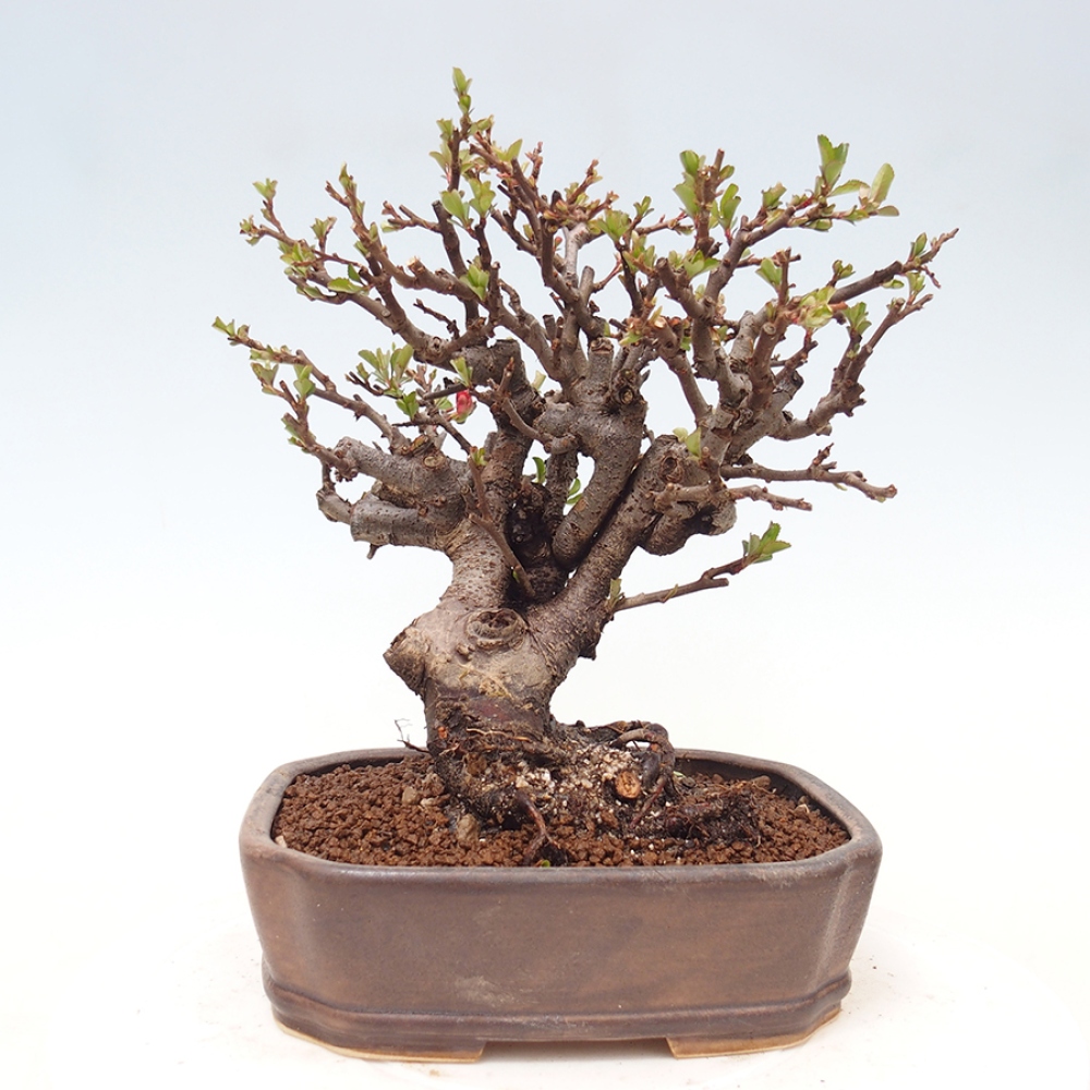Bonsai zewnętrzne - Chaneomeles speciosa - Pigwa