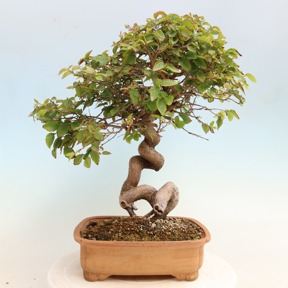 Outdoor bonsai - Carpinus CARPINOIDES - grab koreański