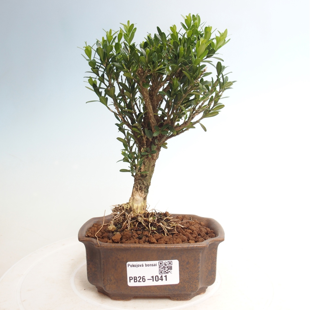 Pokój bonsai - Buxus harlandii - buxus korkowy