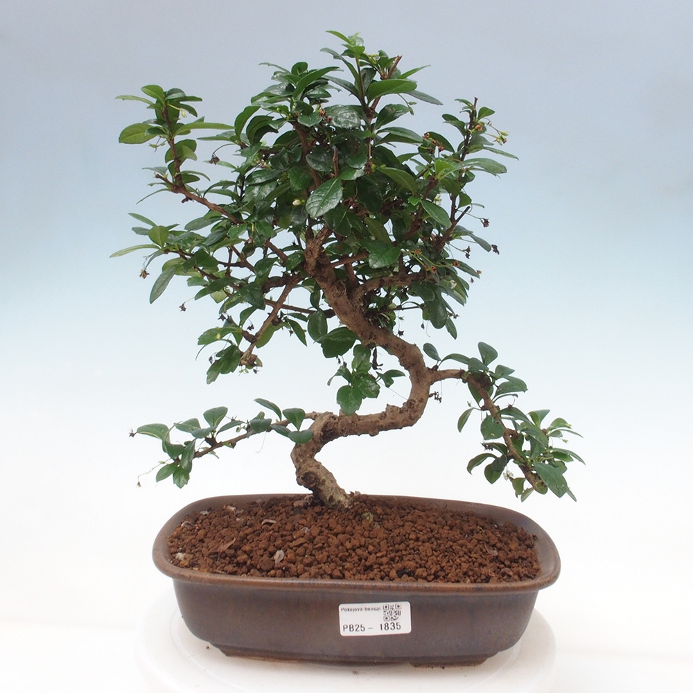 Pokój bonsai - Carmona macrophylla - Tea fuki
