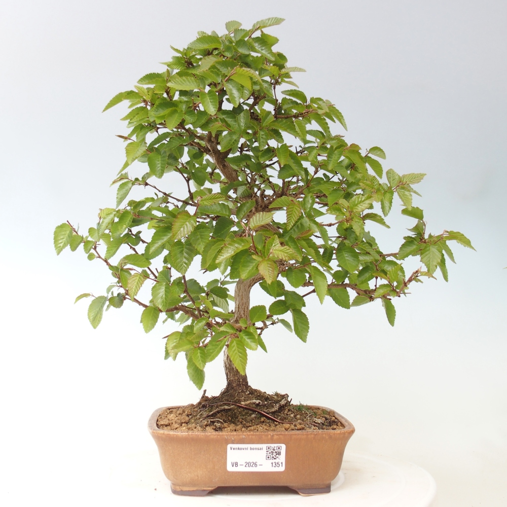 Outdoor bonsai - Carpinus CARPINOIDES - grab koreański