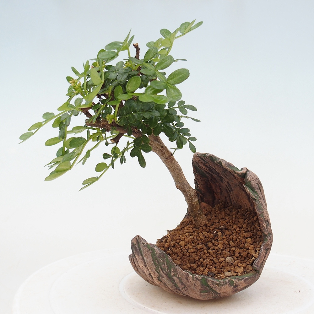 Pokój bonsai - Zantoxylum piperitum - drzewo pieprzowe