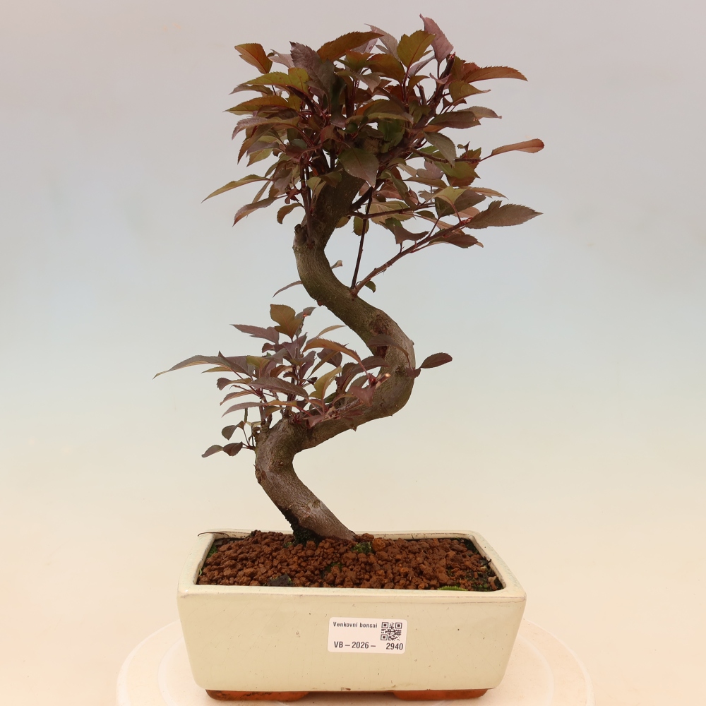 Bonsai zewnętrzne - Malus domowy - Jabłoń czerwonolistna o drobnych owocach