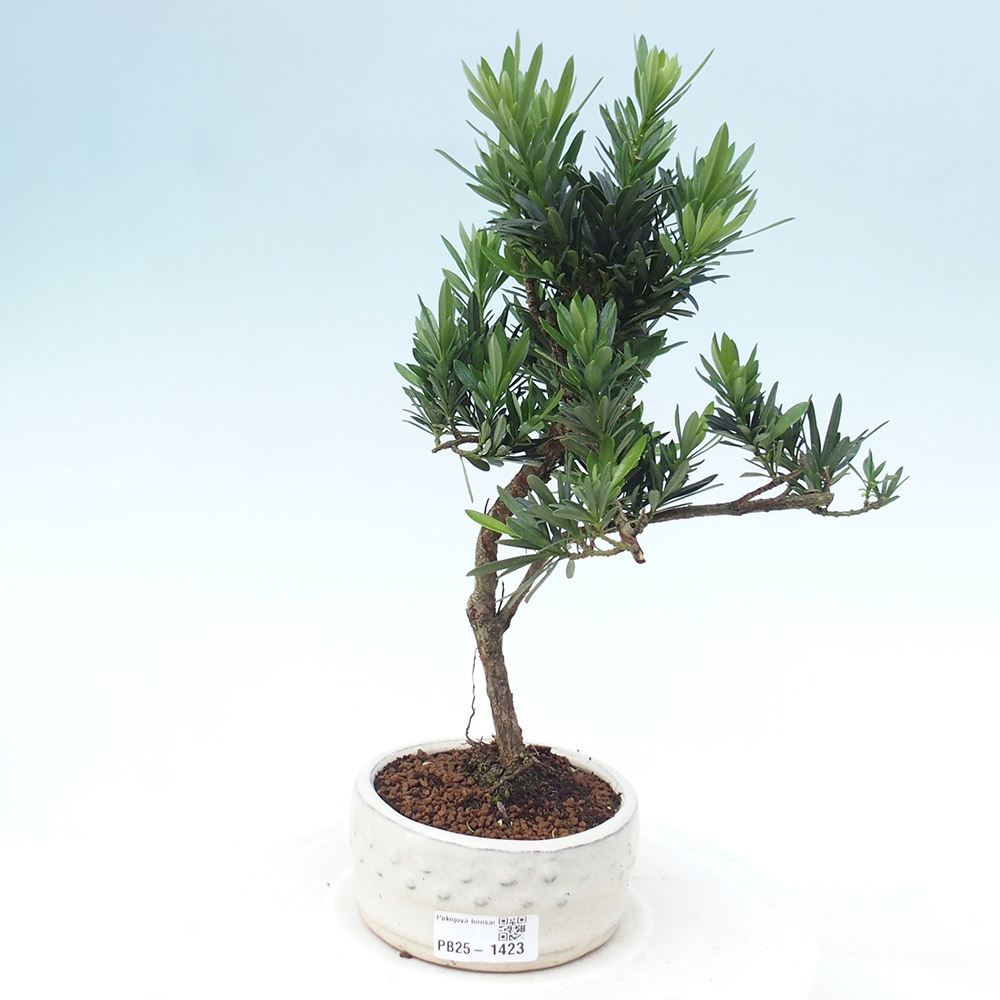 Kryty bonsai - Podocarpus - Kamień tys