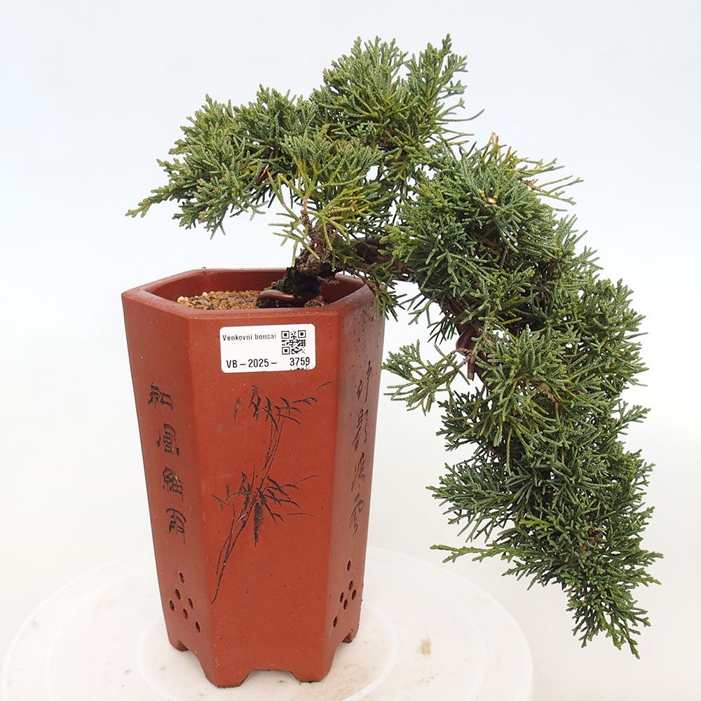 Outdoor bonsai - Juniperus chinensis Kishu