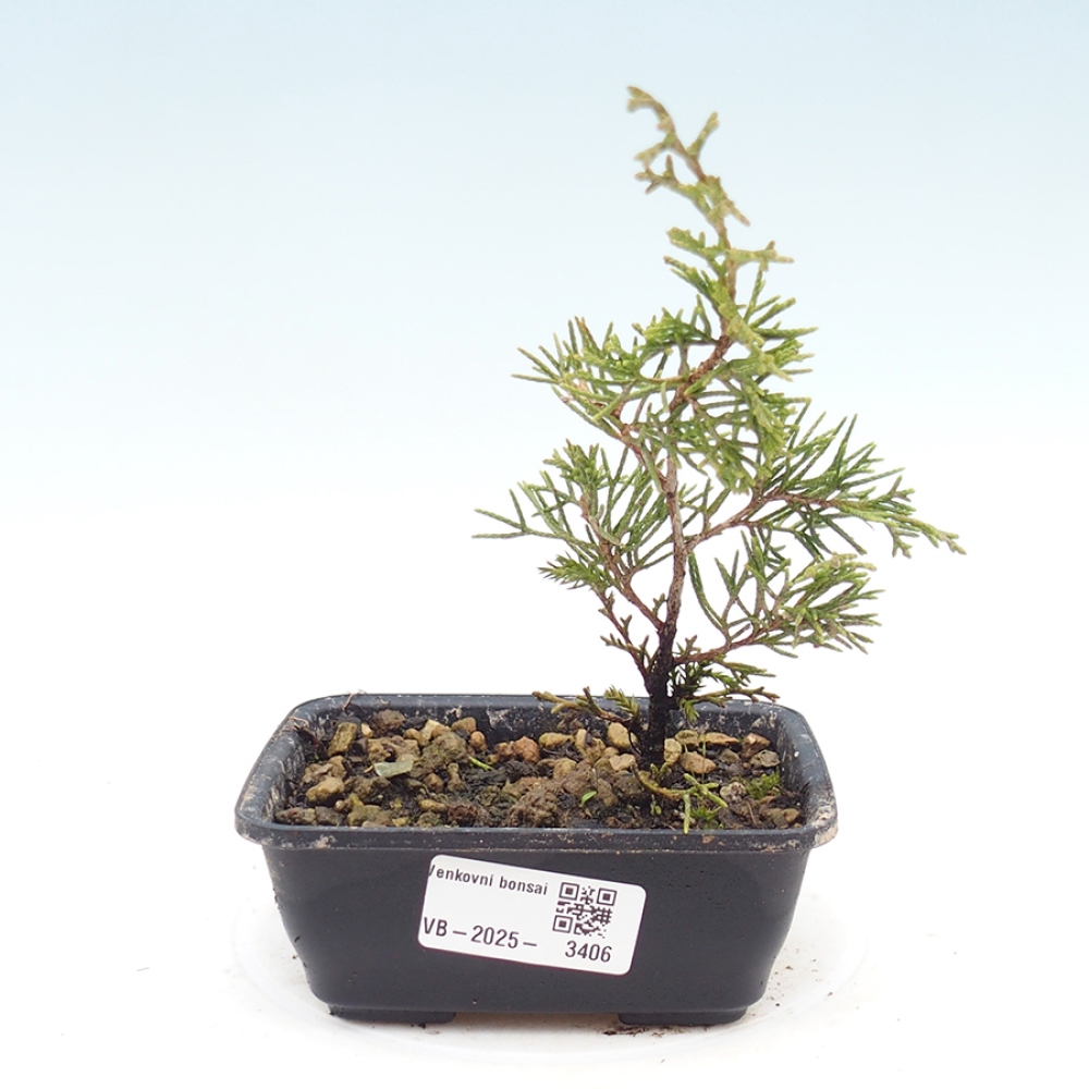 Outdoor bonsai - Juniperus chinensis Itoigawa