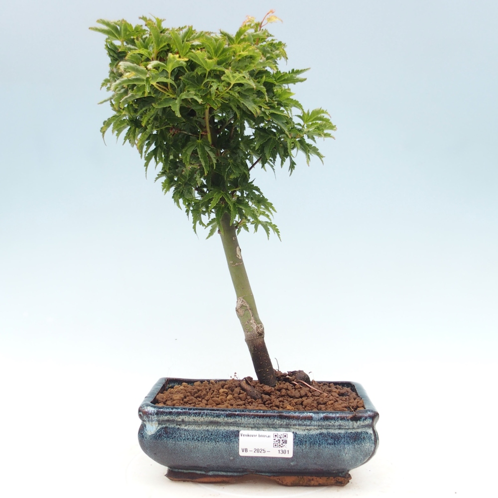 Bonsai zewnętrzne - klon Acer palmatum Shishigashira