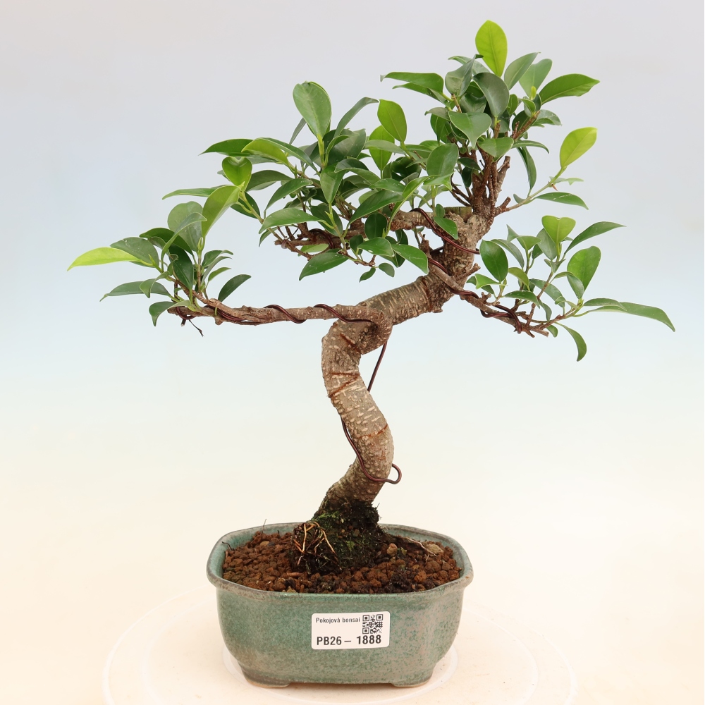 Pokój bonsai - Ficus retusa - figowiec drobnolistny