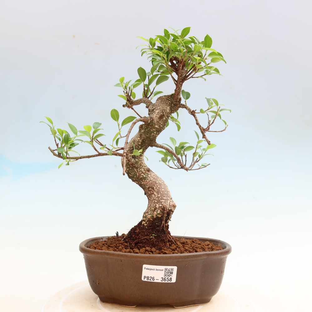 Pokój bonsai - Ficus kimmen - figowiec drobnolistny