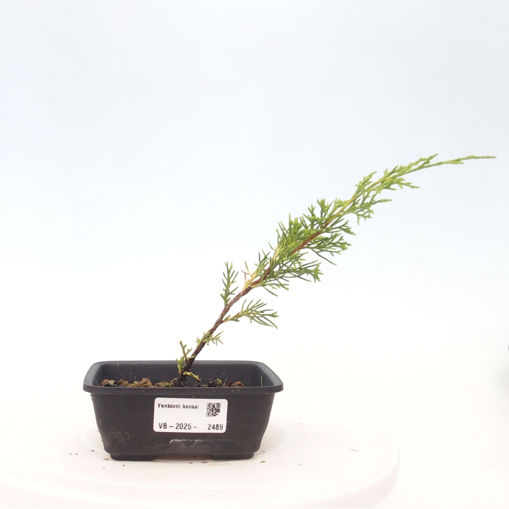 Outdoor bonsai - Juniperus chinensis Itoigawa - Jałowiec chiński