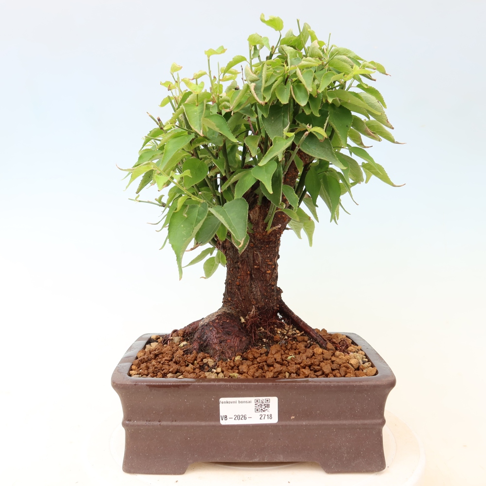 Bonsai ogrodowe – japońska śliwka – Prunus Mume
