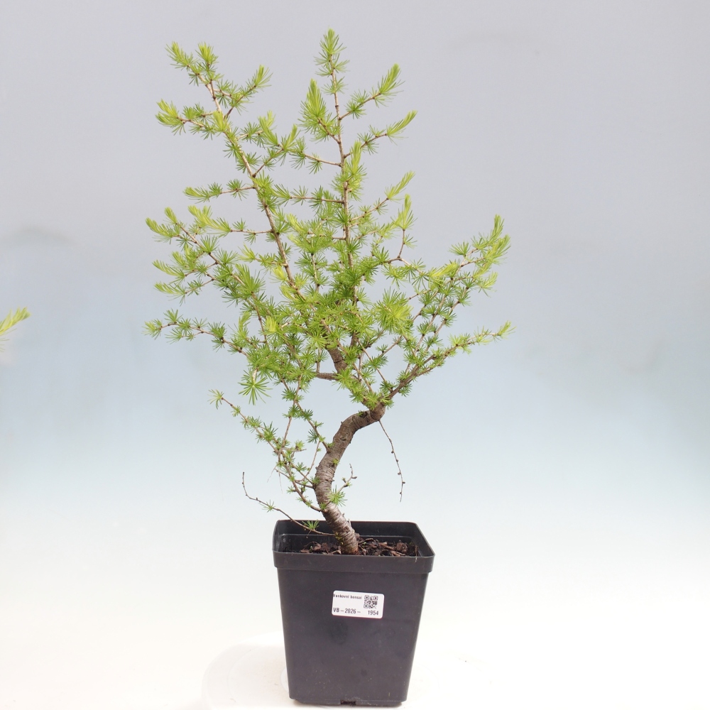 Bonsai zewnętrzne - Larix decidua - Modrzew