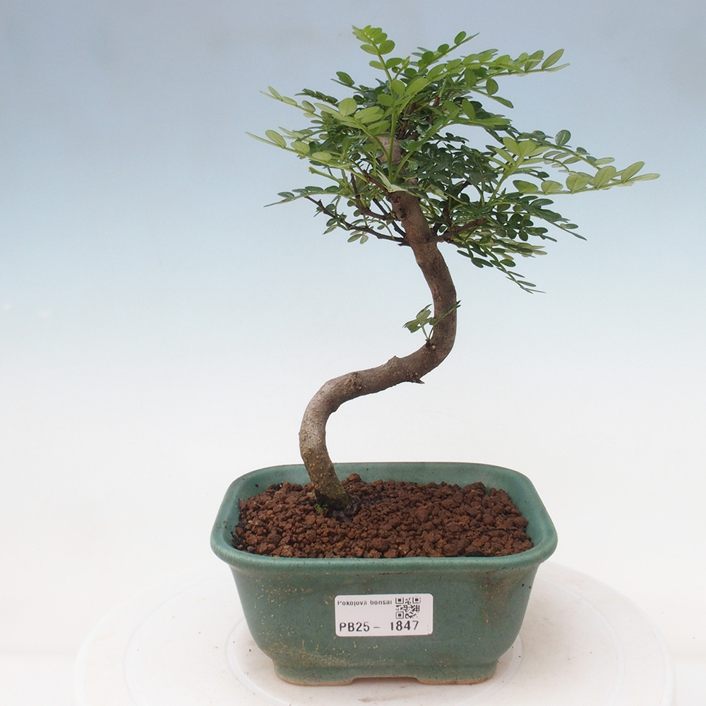 Kryty bonsai - Zantoxylum piperitum - Mięta pieprzowa