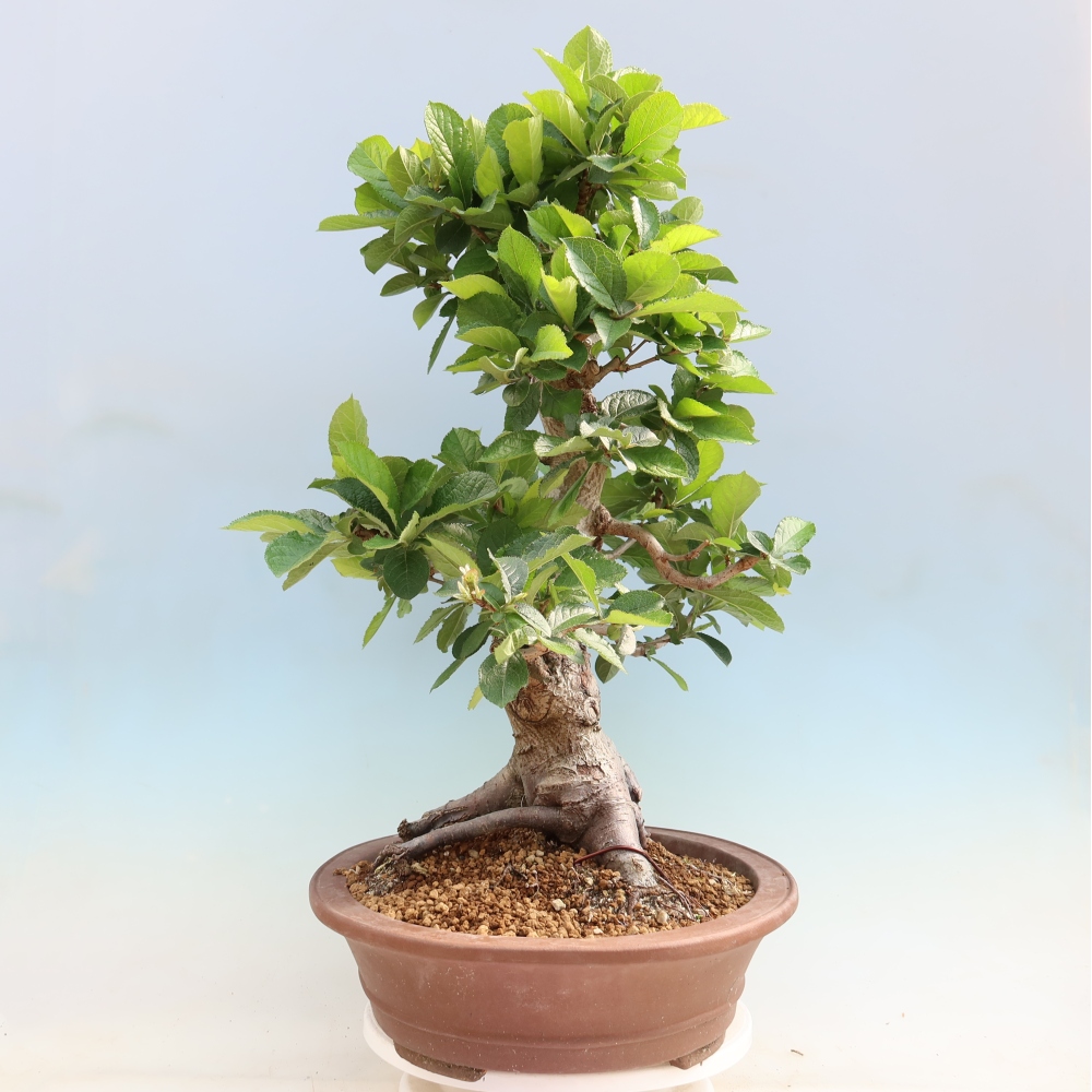 Bonsai ogrodowe – Photinia villosa
