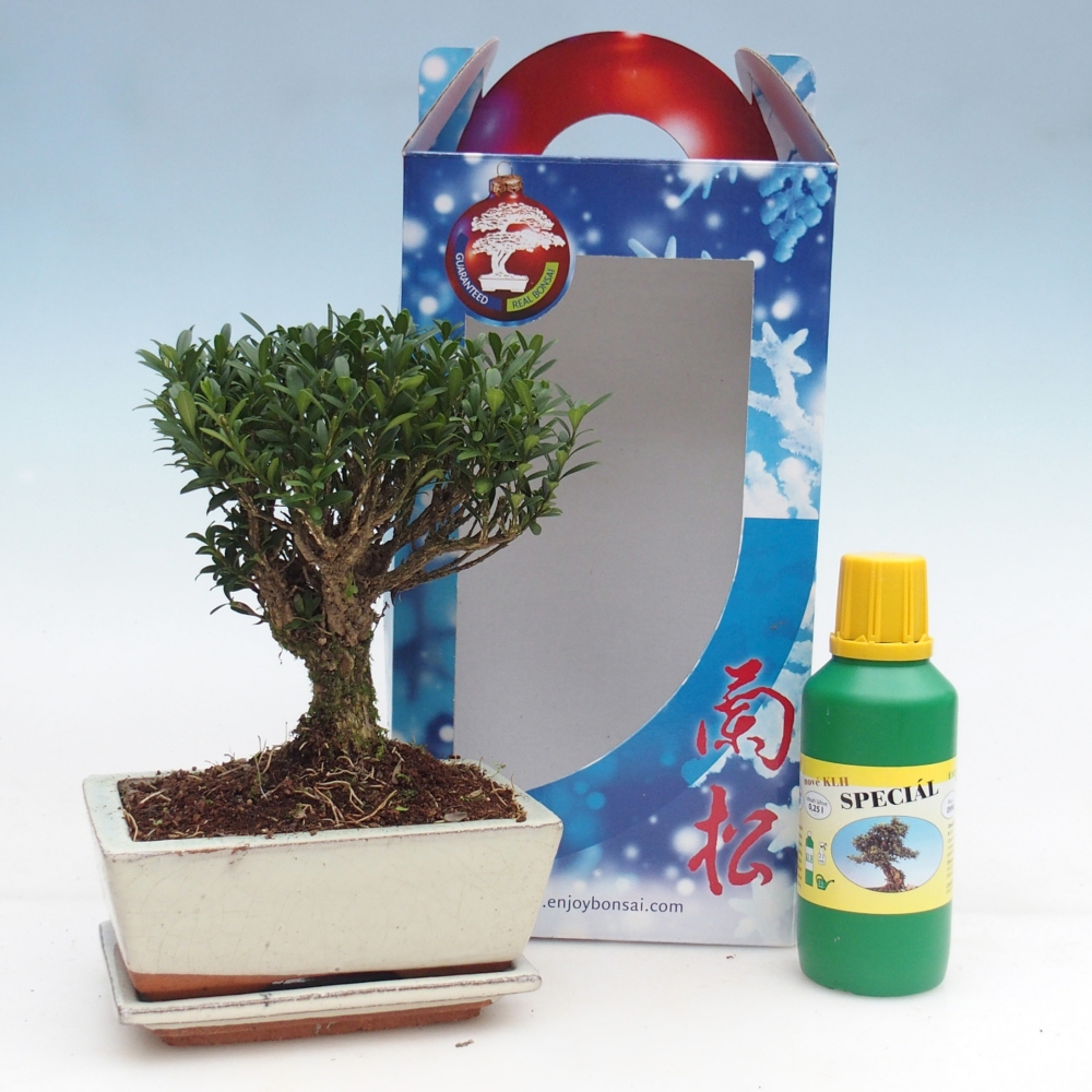 Bonsai pokojowe w pudełku upominkowym