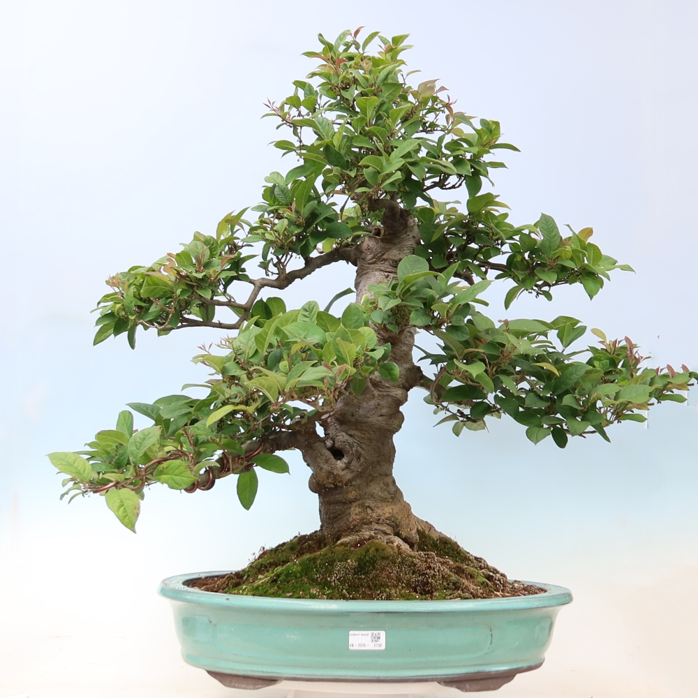 Bonsai ogrodowe – Ilex serrata – ostroliść