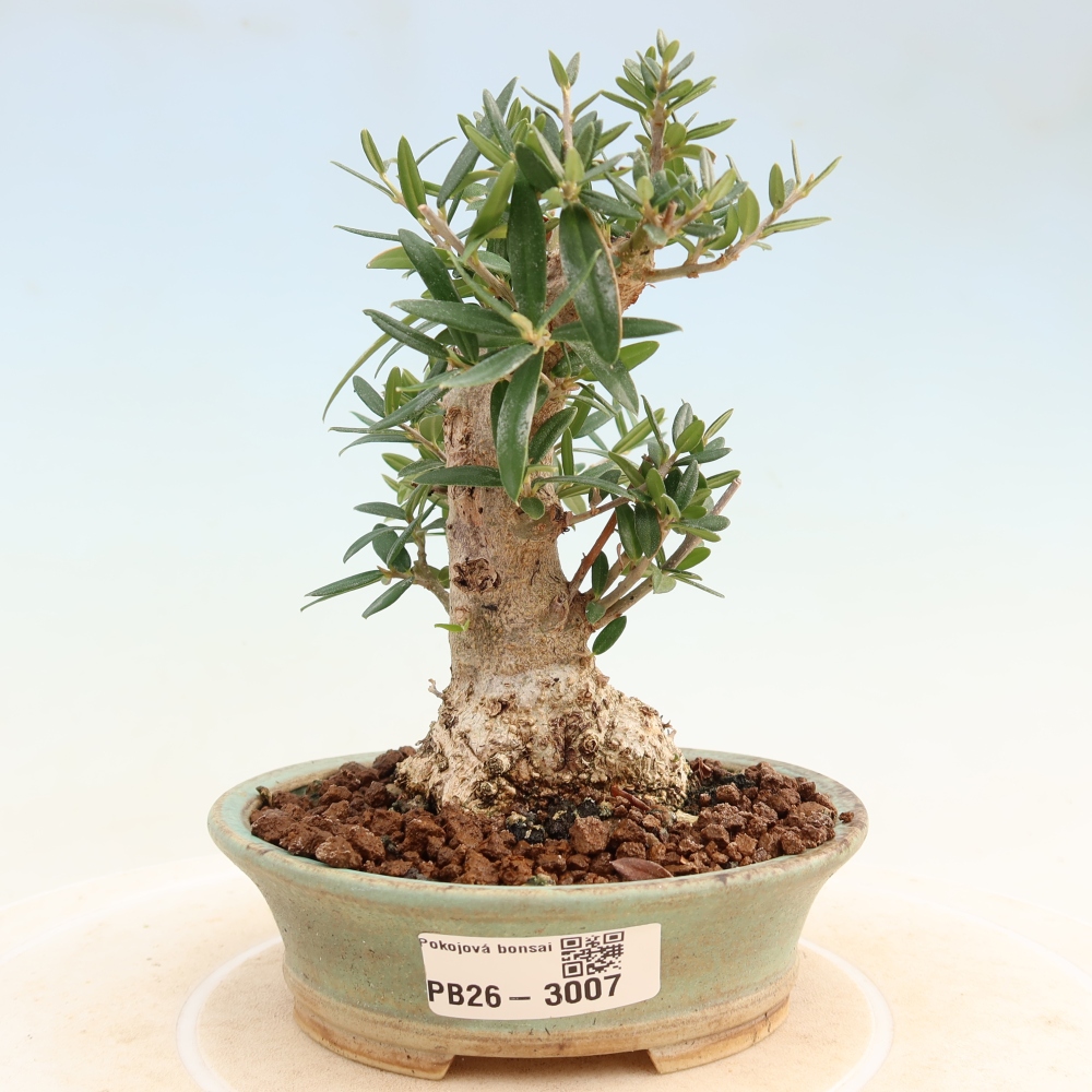 Bonsai do wnętrz - Olea europaea sylvestris