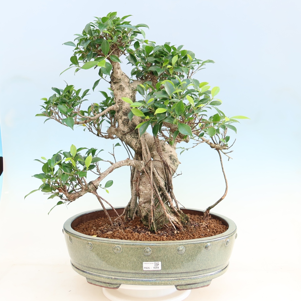 Pokój bonsai - Ficus kimmen - figowiec drobnolistny