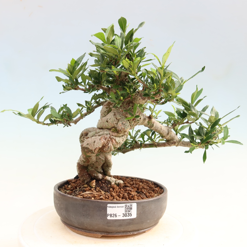 Bonsai pokojowe – Gardenia jasminoides – Gardenia
