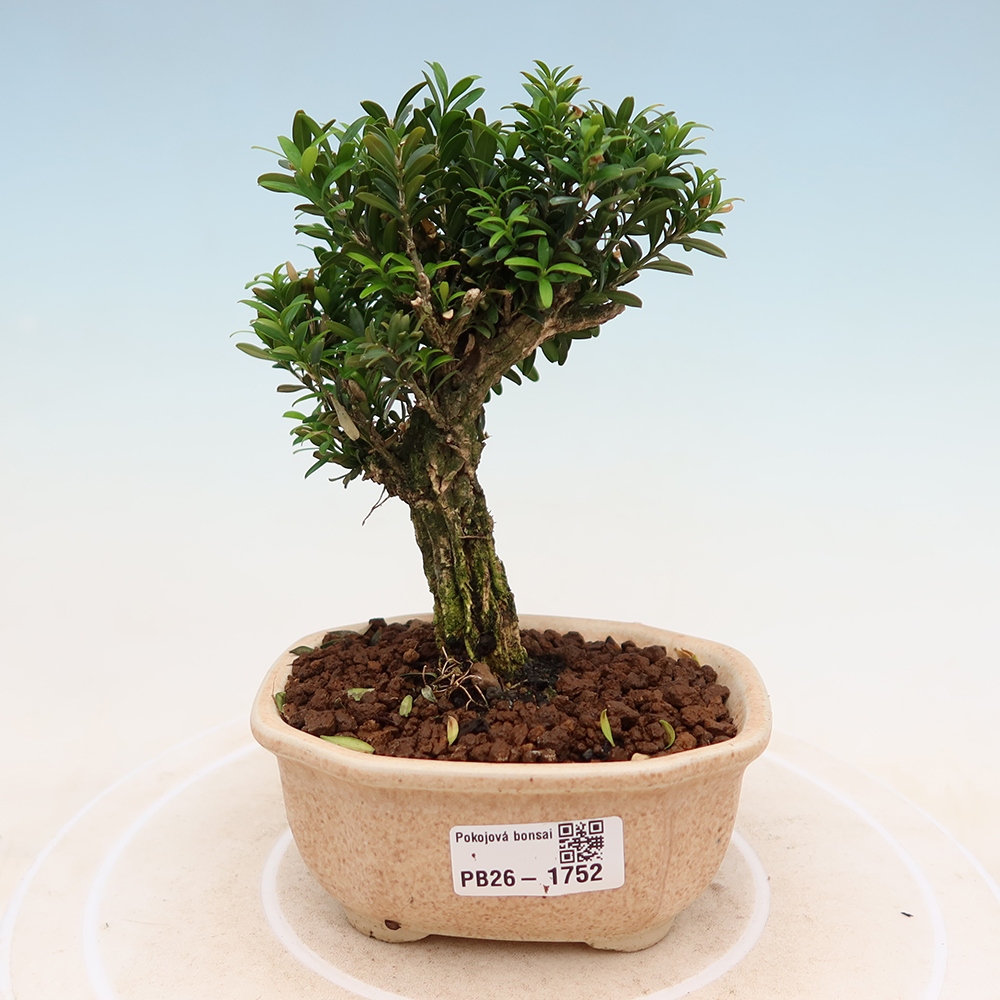 Pokój bonsai - Buxus harlandii - buxus korkowy