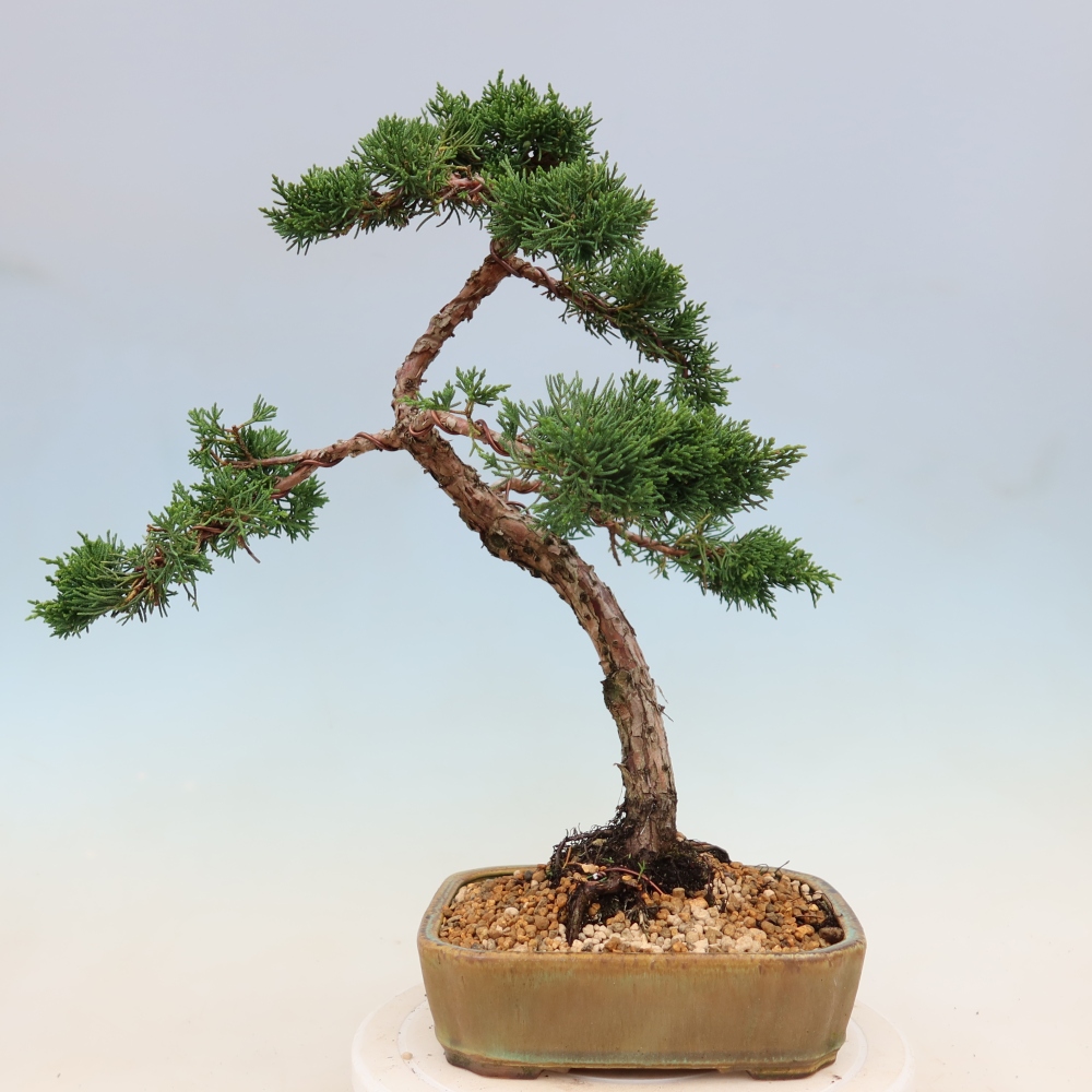 Outdoor bonsai - Juniperus chinensis Kishu