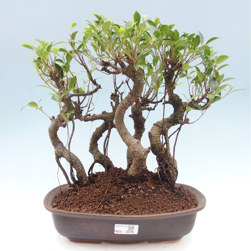 Pokój bonsai - Ficus kimmen - figowiec drobnolistny