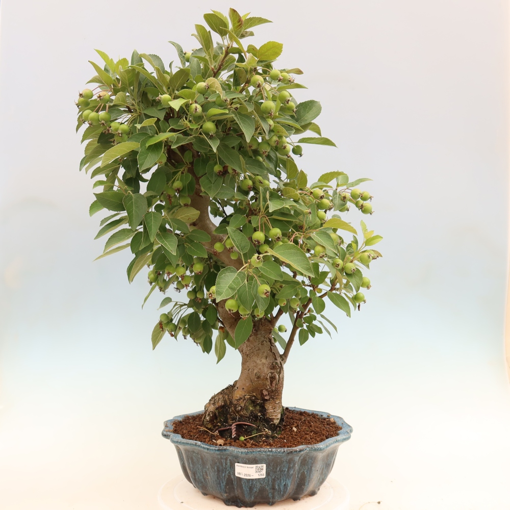 Outdoor bonsai - Malus halliana - Jabłoń drobnoowocowa