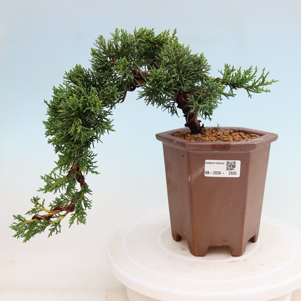 Outdoor bonsai - Juniperus chinensis Kishu