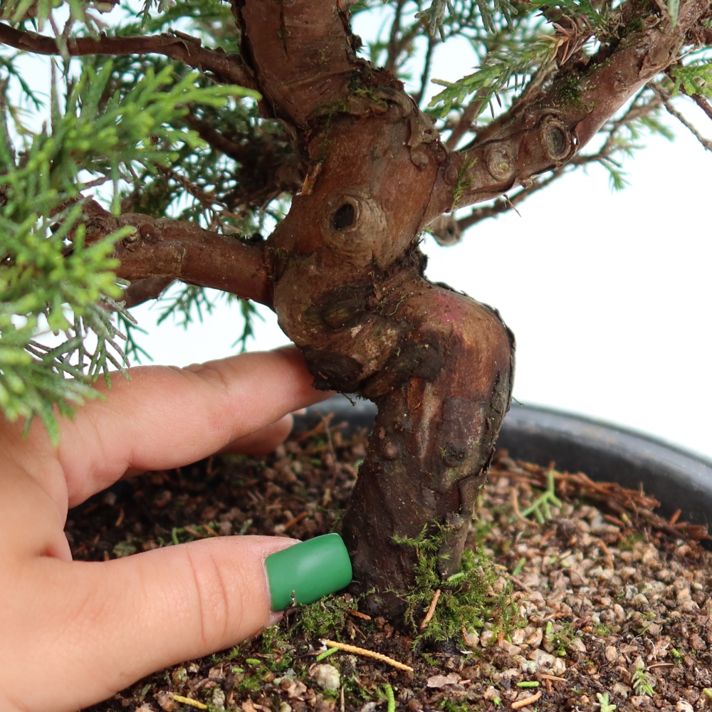 Bonsai ogrodowe – Juniperus chinensis Itoigawa – jałowiec chiński