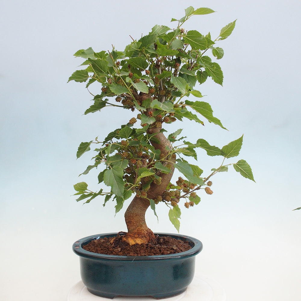 Bonsai outdoor - Morus alba - morwa