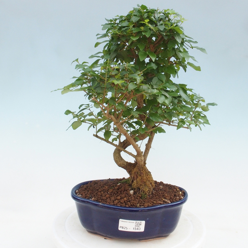 Indoor bonsai -Ligustrum chinensis - dziób ptaka