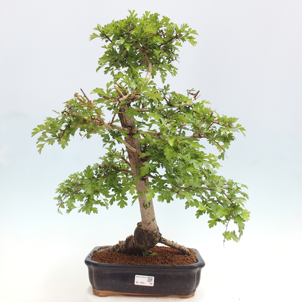 Bonsai zewnętrzne - Głóg - Crataegus monogyna