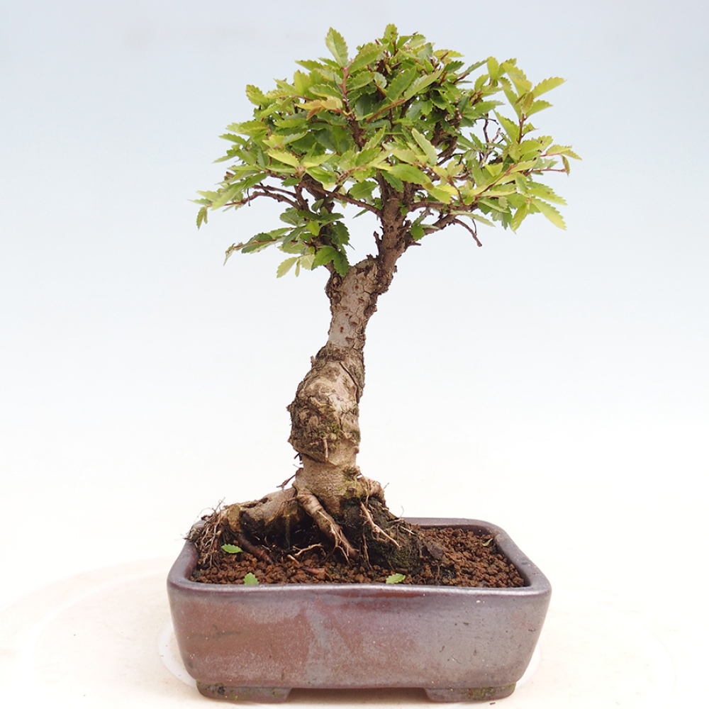 Outdoor bonsai - Zelkova - Zelkova NIRE